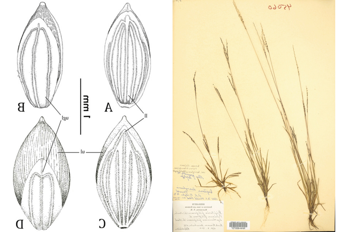 On the left, the specimen of Digitaria laeviglumis held at the UNH Herbarium and, on the right, a comparison of the flowering parts of Digitaria laeviglumis and a related species.