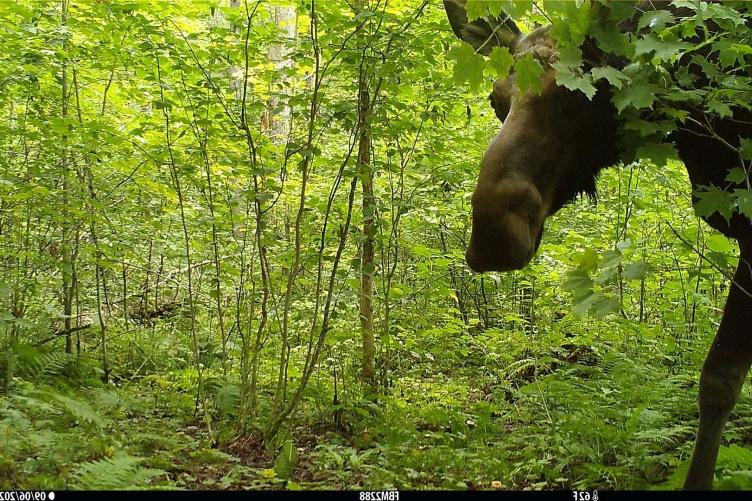 A female cow moose looks into the camera.